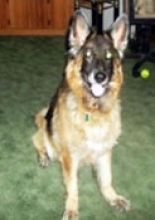 Cheyenne, a black and tan german shepherd