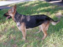 Cheyenne, a black and tan german shepherd