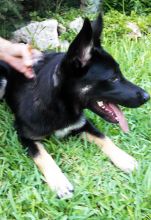 Chloe, a black and tan german shepherd