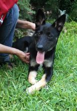 Chloe, a black and tan german shepherd