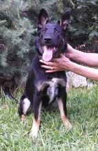 Chloe, a black and tan german shepherd