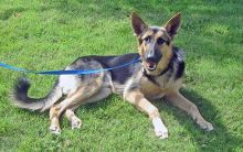 Choctaw, a black and tan german shepherd