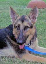 Choctaw, a black and tan german shepherd