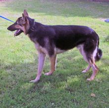 Choctaw, a black and tan german shepherd