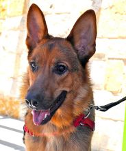 Cleo, a black and tan german shepherd