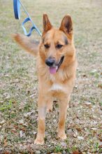 Colby, a black and tan german shepherd