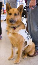 Colby, a black and tan german shepherd