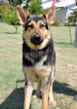 Colton, a black and tan german shepherd