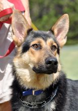 Colton, a black and tan german shepherd