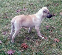 Comet, a tan and black german shepherd mix puppy