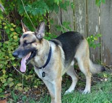 Cooper, a black and tan german shepherd