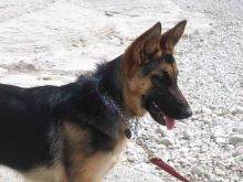 Corey, a black and tan german shepherd