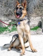 Corey, a black and tan german shepherd