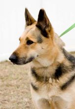 Daisy, a black and tan german shepherd