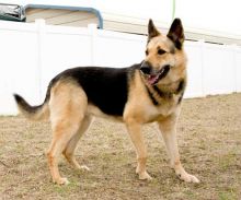 Daisy, a black and tan german shepherd