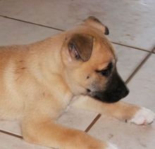 Dancer, a black and tan german shepherd mix