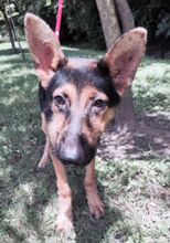 Darbie, a black and tan german shepherd puppy