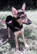 Darbie, a black and tan german shepherd puppy