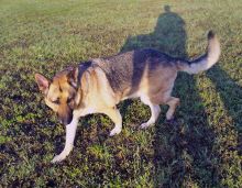 Deacon, a black and tan german shepherd