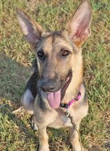 Destiny, a black and tan german shepherd