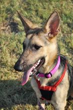 Destiny, a black and tan german shepherd