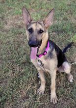 Destiny, a black and tan german shepherd