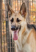 Dixie, a black and tan shepherd