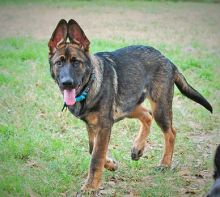 Dozer, a sable german shepherd