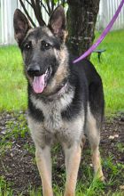 Drew, a black and tan german shepherd