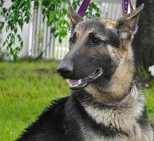 Drew, a black and tan german shepherd