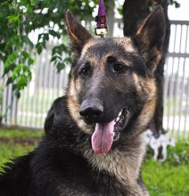 Drew, a black and tan german shepherd