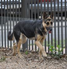 Duchess, a black and tan german shepherd