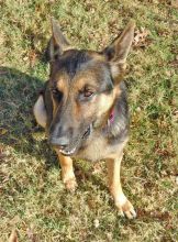 Duke, a black and tan german shepherd