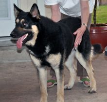 Dylan, a black and tan german shepherd