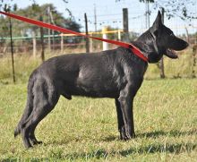 Ebon, a black german shepherd