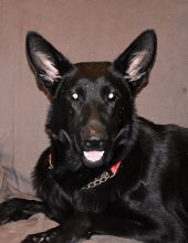 Ebony, a black german shepherd