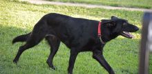 Ebony, a black german shepherd