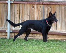 Ebony, a black german shepherd