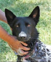 Echo, a black german shepherd