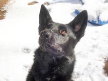 Echo, a black german shepherd in the snow 