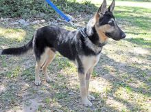 Eli, a black and tan german shepherd