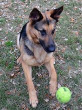 Elke, a black and tan german shepherd