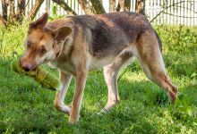 Ella, a black and tan german shepherd with a toy