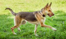 Ella, a black and tan german shepherd prancing in the grass