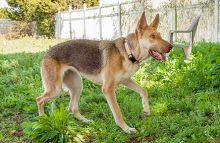 Ella, a black and tan german shepherd