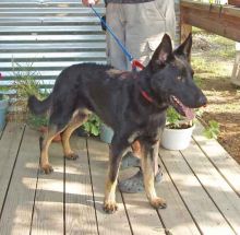 Elvis, a black and tan german shepherd