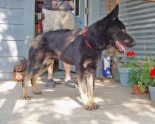 Elvis, a black and tan german shepherd