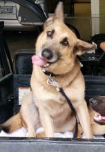 Emma, a black and tan german shepherd