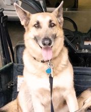 Emma, a black and tan german shepherd