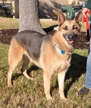 Emma, a black and tan german shepherd